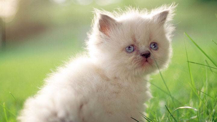 White Innocent Sweet Cat And Blue Eyes In Field
